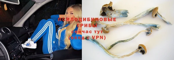 сатива Володарск